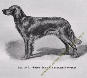 "ИРЛАНДСКИЙ КРАСНЫЙ СЕТТЕР В РОССИИ" 1902 год (статья С.E.Воробьёва)