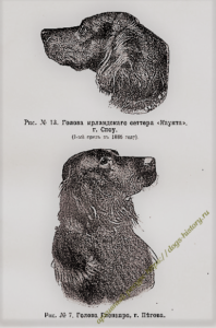 "ИРЛАНДСКИЙ КРАСНЫЙ СЕТТЕР В РОССИИ" 1902 год (статья С.E.Воробьёва)