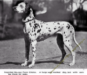 "The Dalmatian, or (coach dog), his supposed origin ... also breeding and buying" 1907