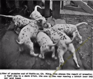 "The Dalmatian, or (coach dog), his supposed origin ... also breeding and buying" 1907