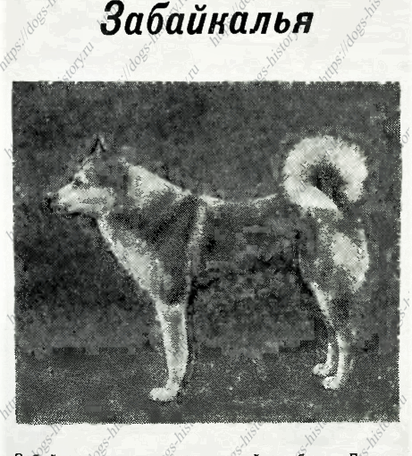 1958 «Промысловые лайки Забайкалья» (М.Волков,СССР)