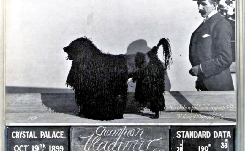 The Kennel Club Dog Show at the Crystal Palace. 1899