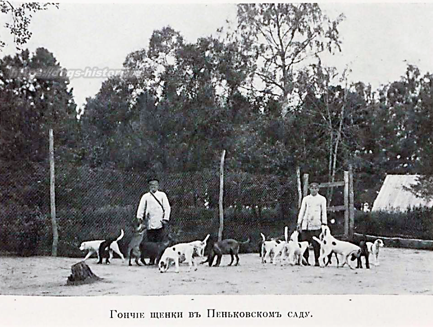 1913 "ПСОВАЯ ОХОТА " Дмитрий Вальцов