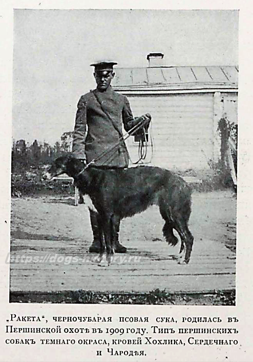1913 "ПСОВАЯ ОХОТА " Дмитрий Вальцов
