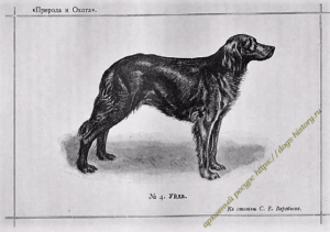 https://dogs-history.ru/wp-content/uploads/2020/03/1-2-300x211.png