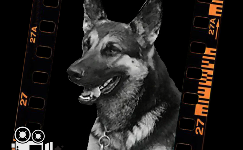 1940 «Использование собак в армии»- «Working dogs in the army»(Sweden)