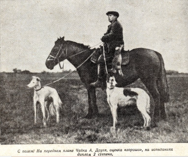 https://dogs-history.ru/wp-content/uploads/2021/05/1.png