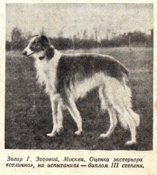https://dogs-history.ru/wp-content/uploads/2021/05/2.png