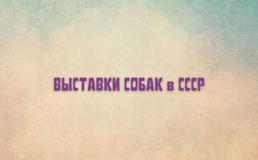 выставки собак