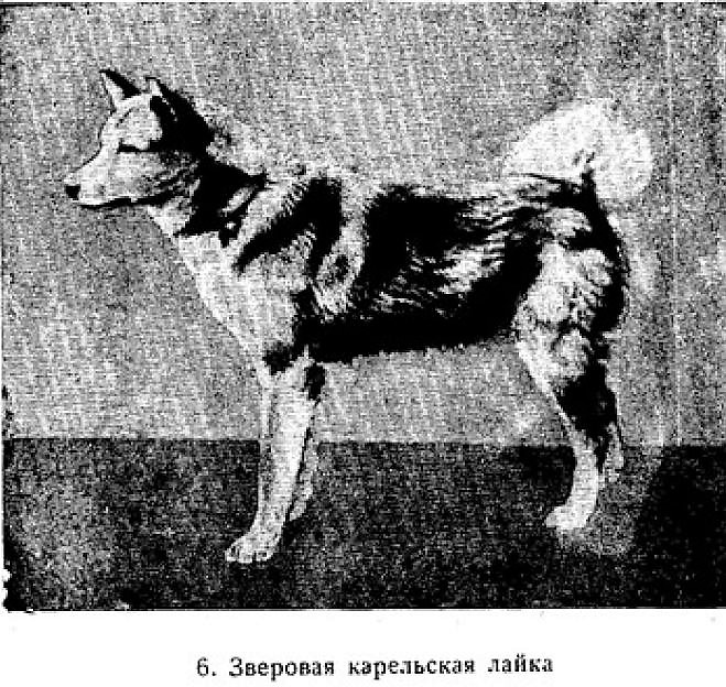 Из истории карельской лайки "Журнал Охоты",1874г.