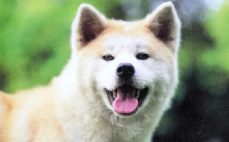 2003г. Книга «Japanese Dogs: Akita, Shiba, and Other Breeds», переведена на русский язык.